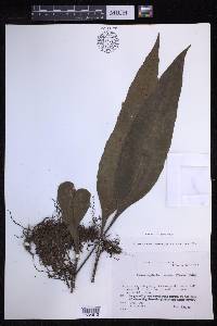 Lepisorus ensatus image