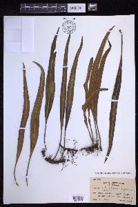 Lepisorus kawakamii image