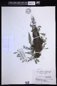 Lepisorus drymoglossoides image