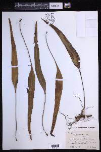 Lepisorus megasorus image