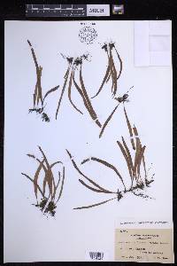 Lepisorus monilisorus image