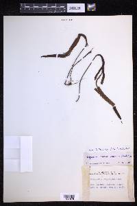 Lepisorus obscurevenulosus image