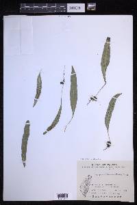 Lepisorus clathratus image