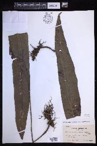 Lepisorus ensatus image