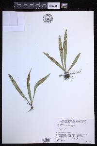 Lepisorus tosaensis image