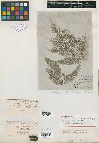 Cyathea multiflora image