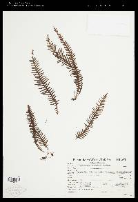 Image of Pecluma truncorum