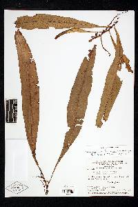 Campyloneurum fuscosquamatum image