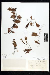 Didymoglossum membranaceum image