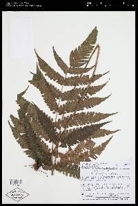 Image of Steiropteris polypodioides
