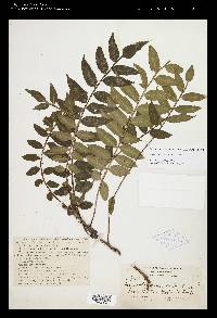 Image of Lomariopsis sorbifolia
