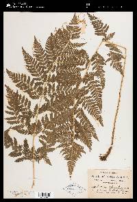 Dryopteris spinulosa image