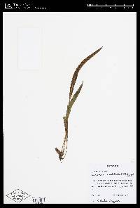 Image of Elaphoglossum acrostichoides
