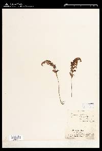 Image of Hymenophyllum denticulatum