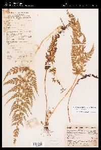Odontosoria chinensis image