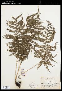 Athyrium delavayi image