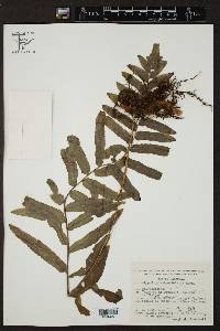 Polypodium subpetiolatum image