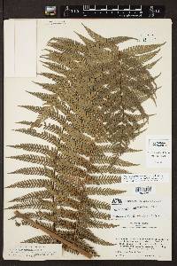 Dicksonia sellowiana image