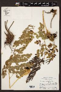 Llavea cordifolia image
