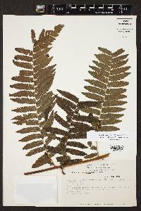 Cyathea schiedeana image