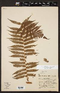 Cyathea costaricensis image