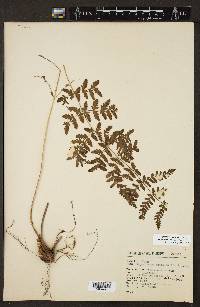 Dryopteris maxonii image