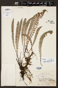 Austroblechnum stoloniferum image