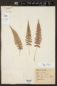 Blechnum appendiculatum image