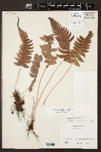 Blechnum appendiculatum image