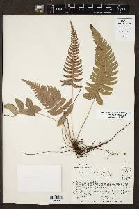 Blechnum appendiculatum image