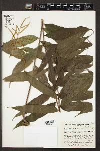 Lomariopsis recurvata image