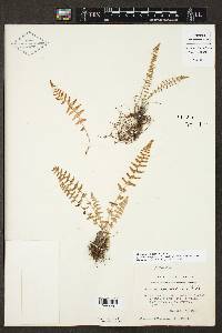 Woodsia phillipsii image