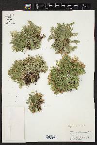 Selaginella pilifera image