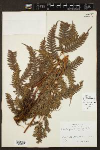 Pteris paucinervata image