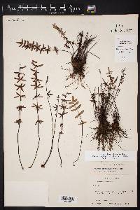 Pellaea ternifolia subsp. ternifolia image