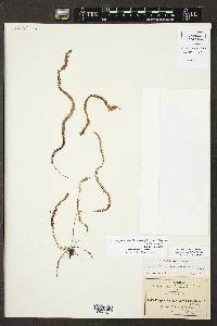 Alansmia spathulata image