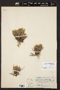 Selaginella corallina image