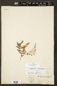 Woodsia plummerae image