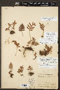 Pleopeltis riograndensis image