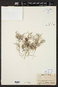 Selaginella viridissima image