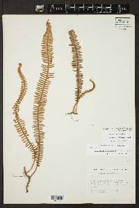 Pleopeltis villagranii image
