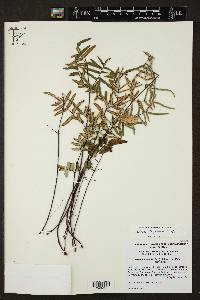 Pellaea ternifolia var. ternifolia image