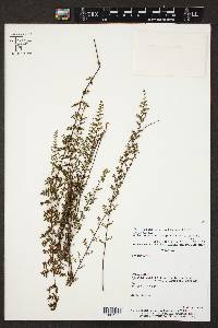 Adiantopsis chlorophylla image