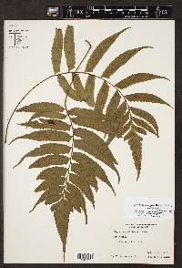 Hymenasplenium delitescens image