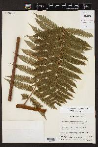 Cyathea aspera image