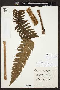 Cyathea horrida image