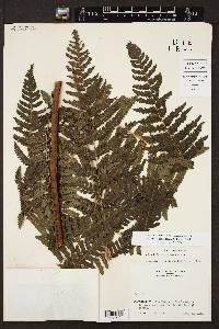 Cyathea schiedeana image