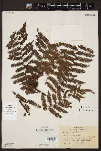 Cyathea lechleri image