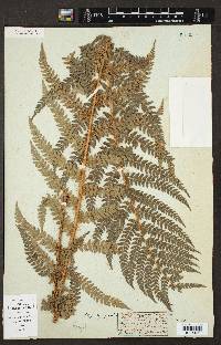 Polystichum aculeatum image