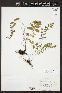 Adiantum philippense subsp. philippense image